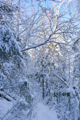 Winter forest and trees whiter from snow. Winter in the forest.