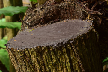 Bark and tree stump That is in the park to look at  Charm and natural beauty