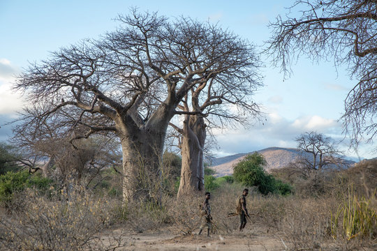 hadzabe man with his bow and arrow going for a hunt