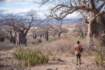 hadzabe man with his bow and arrow in a landscape full of ancient baobab trees