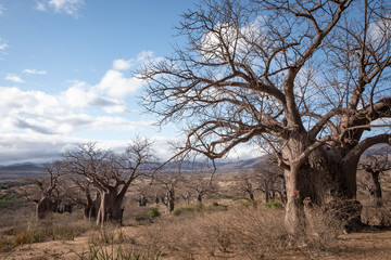 Naklejka na ściany i meble landscape of Hadzaland in Tanzania is filled with ancient baobab trees