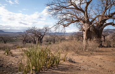 landscape of Hadzaland in Tanzania is filled with ancient baobab trees