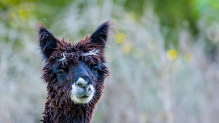 ALPACA (Vicugna pacos).  Domesticated species of South American camelid © JUAN CARLOS MUNOZ