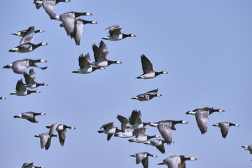 A flock of migrating barnacle geese (Branta leucopsis) fly in the blue sky at the famous nature reserve Leyhörn in East-Frisia, Pilsum, Germany