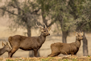 Indian hog deer