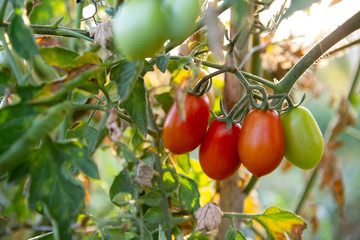 Cherry tomatoes of various ripeness on tomato plant. Home garden of plants that suffers from severe drought and hot sun