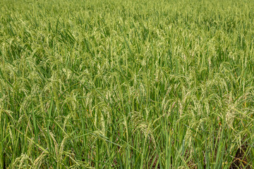 Field with green rice stalks . Ubud, island Bali, Indonesia. Closeup green rice terraces