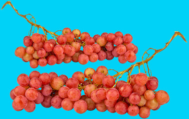 rotes Trauben duo auf Hellblauen Hintergrund