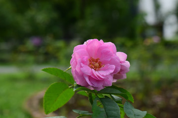 Roses are planted in the garden in front of the house. The pink flowers look beautiful