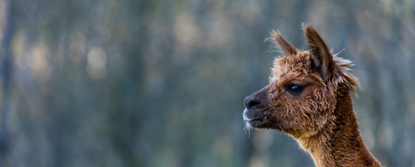 ALPACA (Vicugna pacos).  Domesticated species of South American camelid © JUAN CARLOS MUNOZ