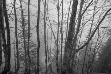 Black silhouettes and white of winter forest with snow on trees for background and copy space
