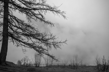 Black silhouettes and white of winter tree with among mist for background with copy space