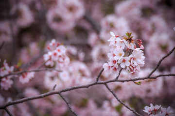 桜の花　春イメージ