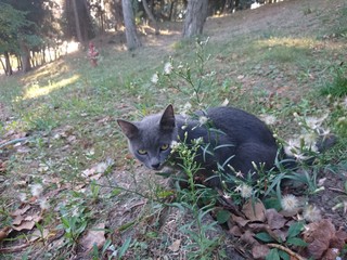 russian blue cat in park at autumn early in the morning