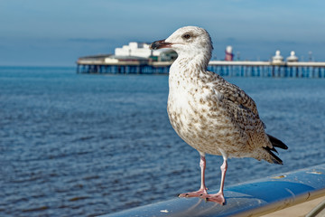 Seagull on Blackpool Pleasure Beach  - United Kingdom