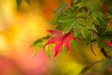 紅葉　秋イメージ