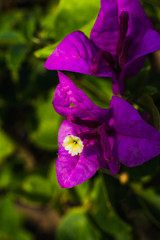 purple flower in the garden