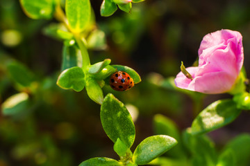 ladybug on a green leaf