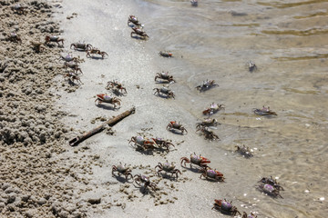 Many crabs are walking on driftwood beach in Jekyll island, Georgia, USA