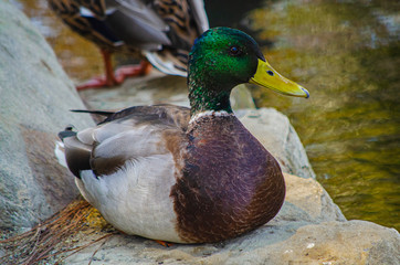 mallard duck green bird bill