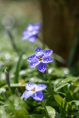 ハナニラの花　春イメージ
