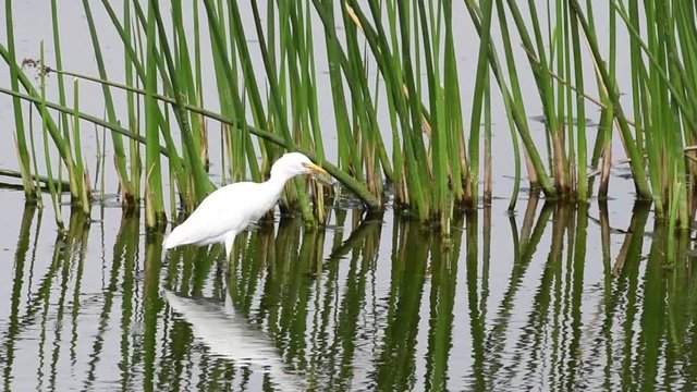 HD Video of one Cattle Egret foraging for food in shallow marsh waters in front of tall reeds, eating a dragonfly. The cattle egret nests in colonies, which are often found around bodies of water.