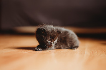 tiny black newborn kitten cat