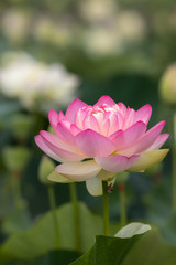 Obraz premium 蓮の花