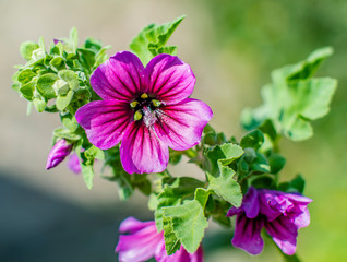 flower on white background