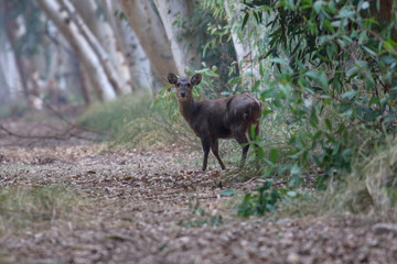 Hog deer in the forest