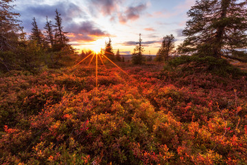Beautiful sunset in the autumn forest in Lapland, Riisitunturi national park