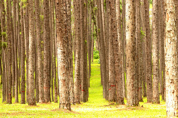 Forest road in the morning with bright sunlight