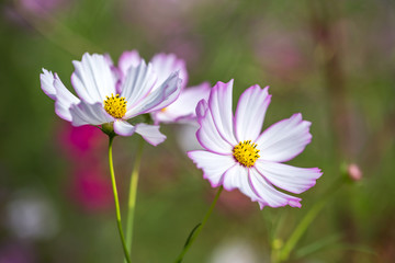 コスモスの花