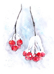 Watercolor rowan berries. Winter illustration of snowy berries.