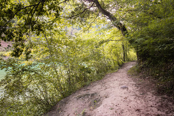 beautiful scenic empty forest path