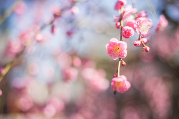 梅の花　初春イメージ