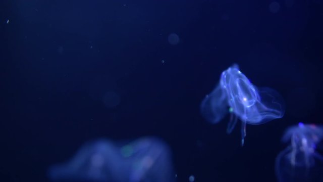 Jellyfish Warty Comb Jelly Mnemiopsis Leidyi Blue