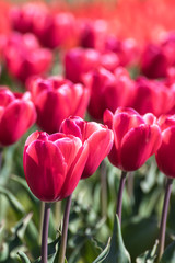 チューリップの花