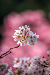 桜の花　春イメージ