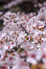 桜の花　春イメージ