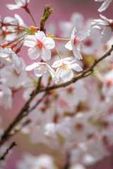 桜の花　春イメージ