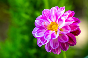 Obraz premium ダリアの花