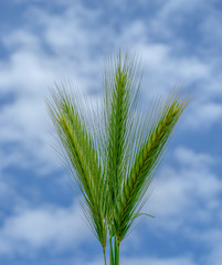 green ears of wheat on background of blue sky