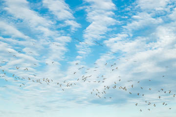 A big flock of barnacle gooses is flying in the sky. Birds are preparing to migrate south. September 2019, Finland