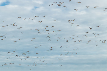 A big flock of barnacle gooses is flying in the sky. Birds are preparing to migrate south. September 2019, Finland