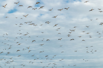 A big flock of barnacle gooses is flying in the sky. Birds are preparing to migrate south. September 2019, Finland