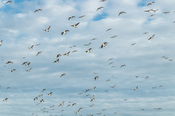 A big flock of barnacle gooses is flying in the sky. Birds are preparing to migrate south. September 2019, Finland