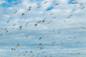 A big flock of barnacle gooses is flying in the sky. Birds are preparing to migrate south. September 2019, Finland
