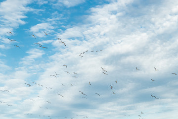 A big flock of barnacle gooses is flying in the sky. Birds are preparing to migrate south. September 2019, Finland