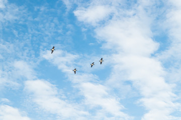 A big flock of barnacle gooses is flying in the sky. Birds are preparing to migrate south. September 2019, Finland